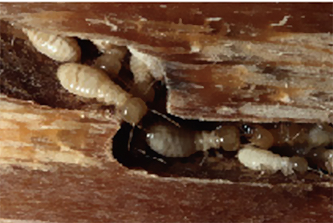 劣質型材 劣質型材